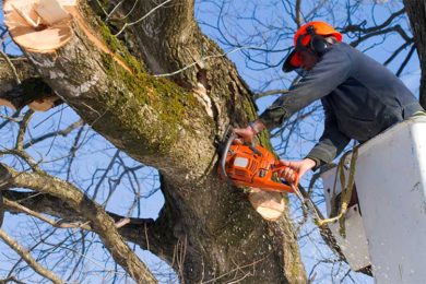 TREE REMOVAL AND PIGEON CONTROL